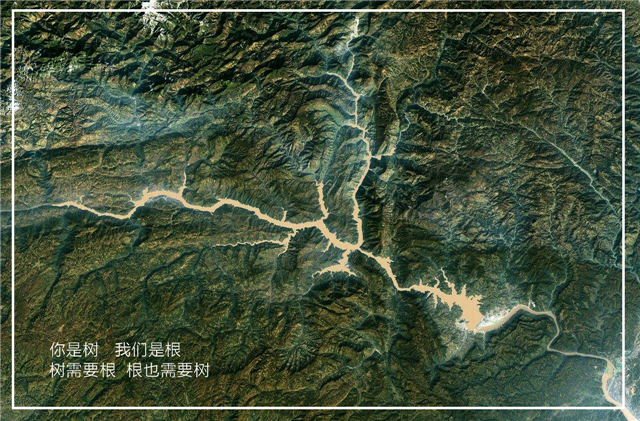 树与根